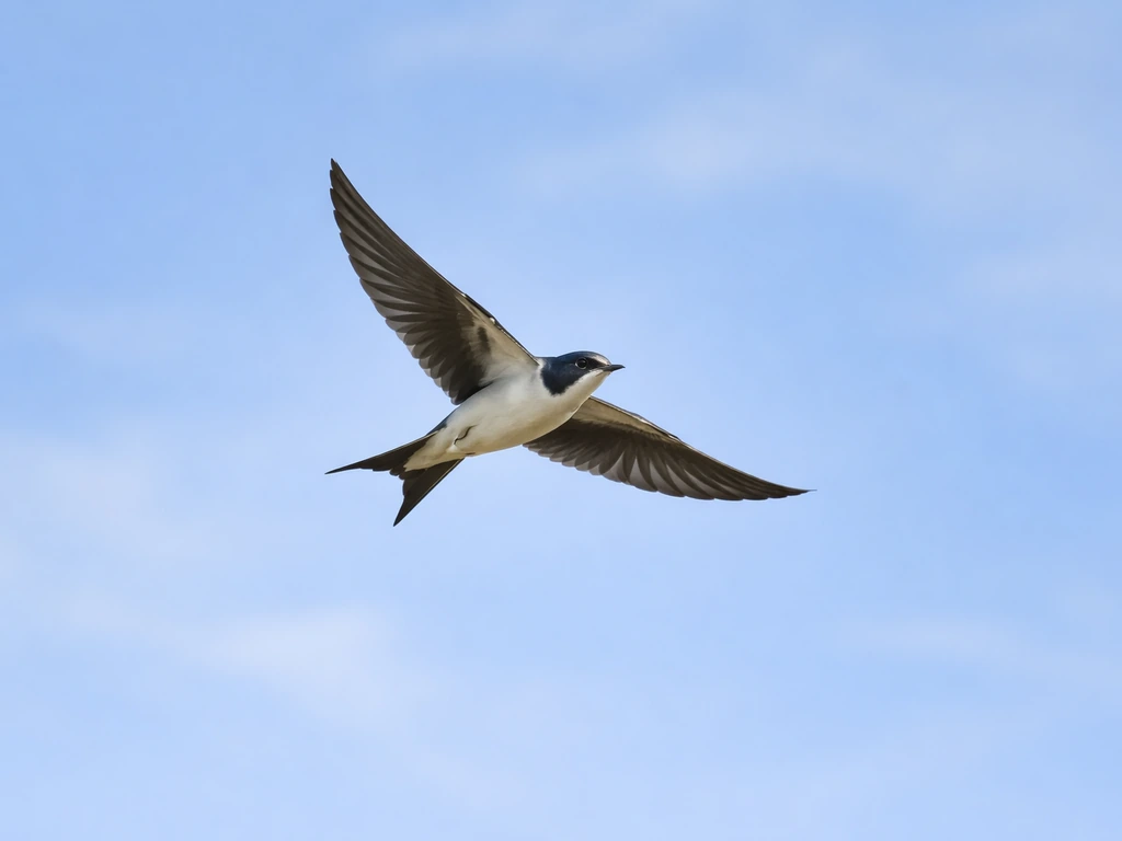 A generic bird mid-flight against a blue sky, showing a wingbeat arc and banking silhouette.