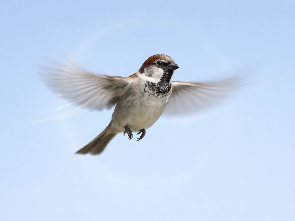 A small bird hovering nearly motionless in midair, wings blurred, against a clean sky.