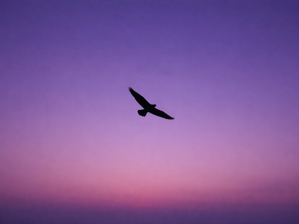Bird Has Flown Deep Purple: Meaning and Flight Checks Today