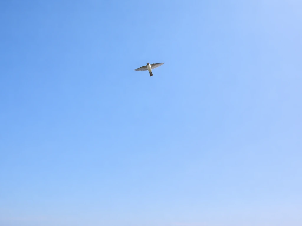 A small bird flying overhead in a clear blue sky, wings extended as it glides forward.