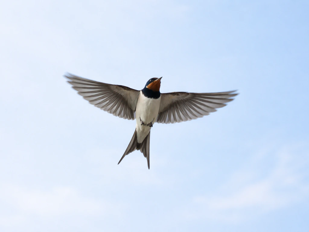 A small bird gliding mid-air with wings spread against a pale blue sky