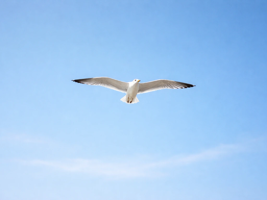 When the Bird Glides Across the Sky Wuwa Explained