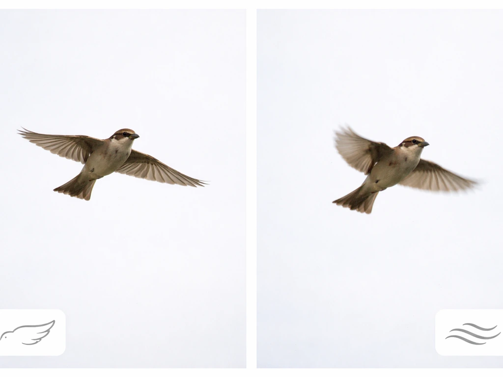 Two side-by-side photos of a bird gliding left and flapping right against a pale sky.