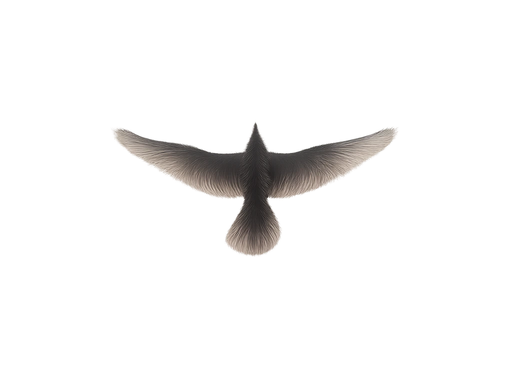Bird Flying Top View: How to Draw, Model, and Get PNGs