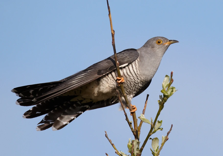Photo of Common cuckoo (Cuculus canorus) bird in flight