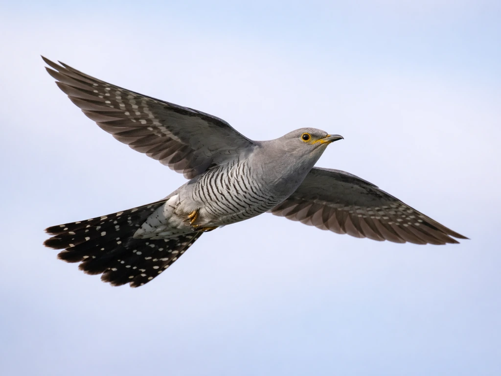 Close-up of a cuckoo bird in flight showing long pointed wings and fan-shaped tail against sky.