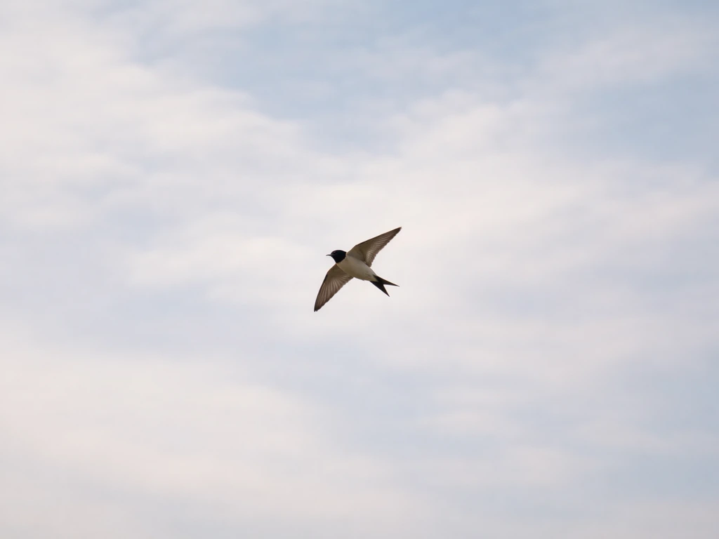 the bird is flying over the sky