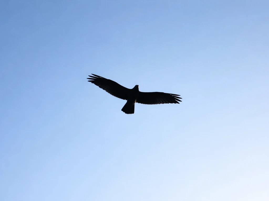 the bird is flying above the sky