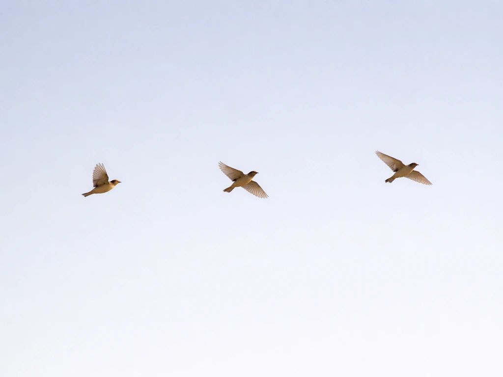 the bird is flying in the sky