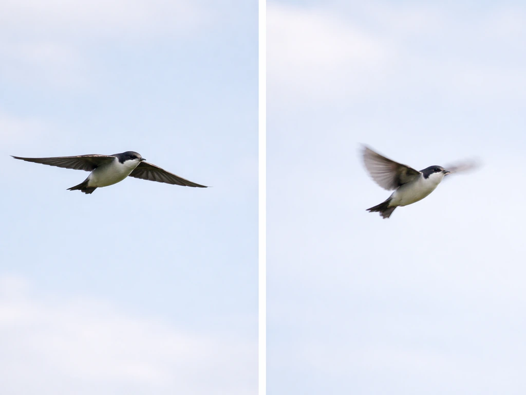 A bird gliding with wings extended beside a bird flapping, showing different flight styles in natural light.