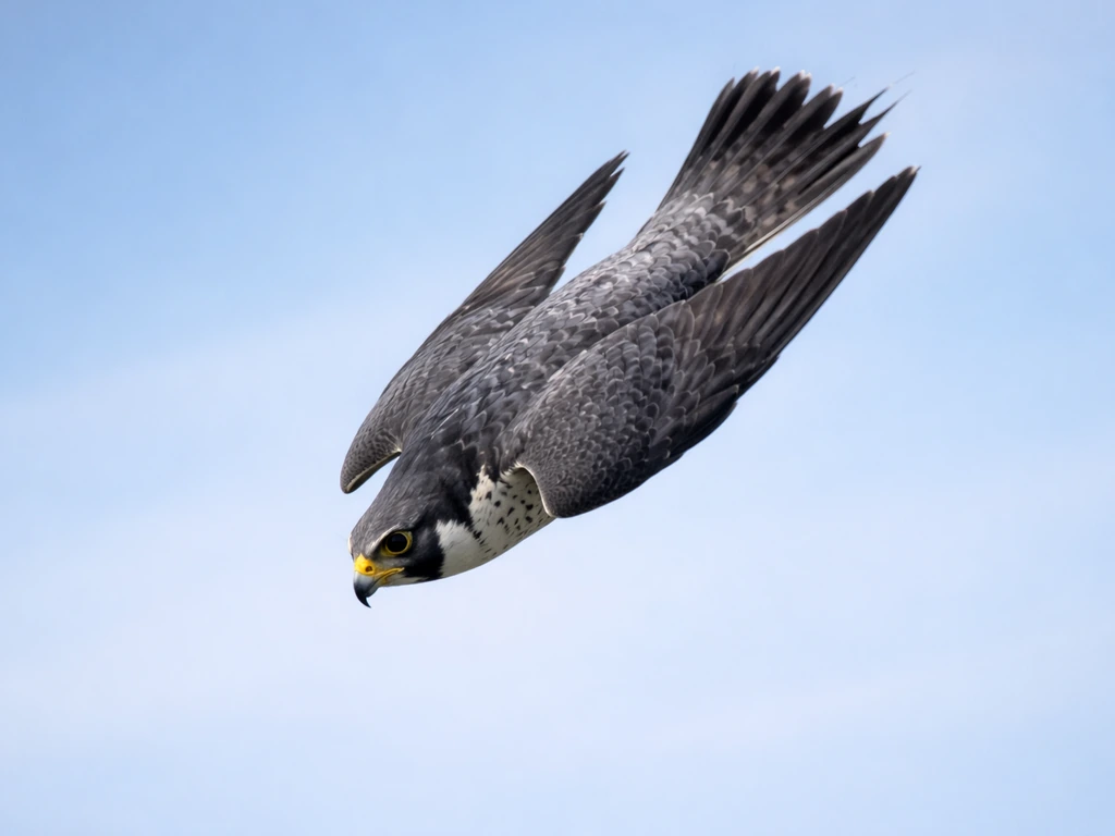 A peregrine falcon diving rapidly in powered flight against a clear blue sky.