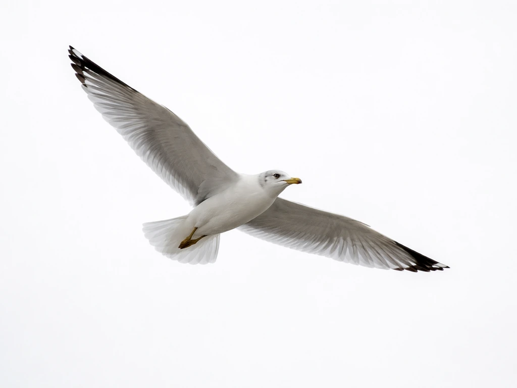 A bird in flight with wings outstretched against a clear sky, showing natural wing motion.