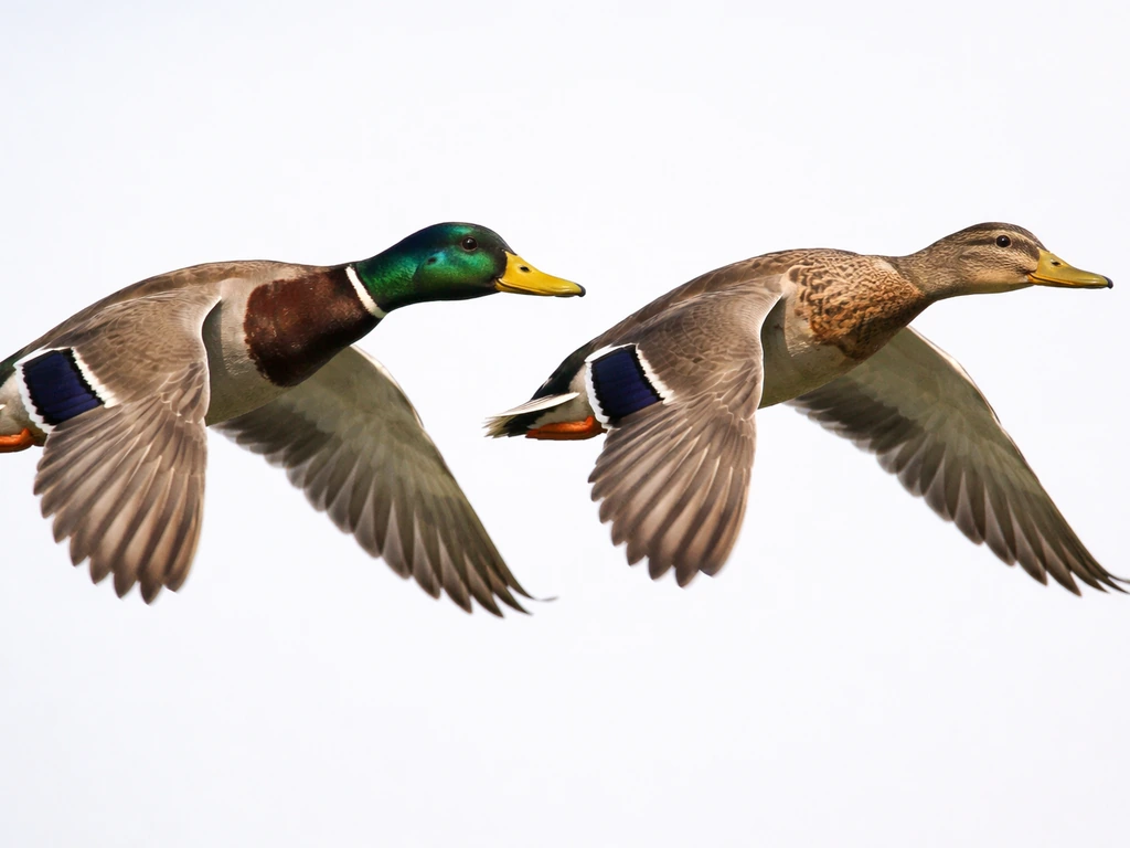 Two mallard ducks in flight side-by-side, one with iridescent green head breeding plumage.