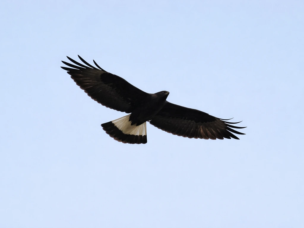 In-flight bird silhouette with a bright white tail patch/band clearly visible against blue sky.